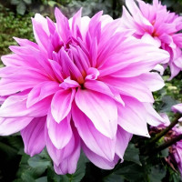 Саженцы Георгина декоративная макси Babylon Pink (Вавилон Пинк)