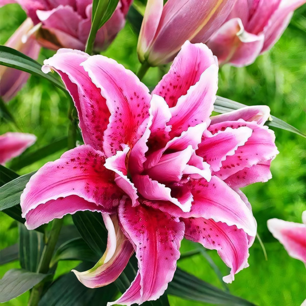 Луковицы  Лилия восточная Grand Amour (Гранд Амур) (3шт.)