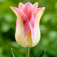 Луковицы Тюльпан лилиецветный Элегант Леди (в упаковке - 3шт.)