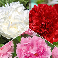 Саженец Комплект пионов махровых из 3 сортов