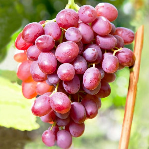 Саженцы Виноград Гурман лакомка