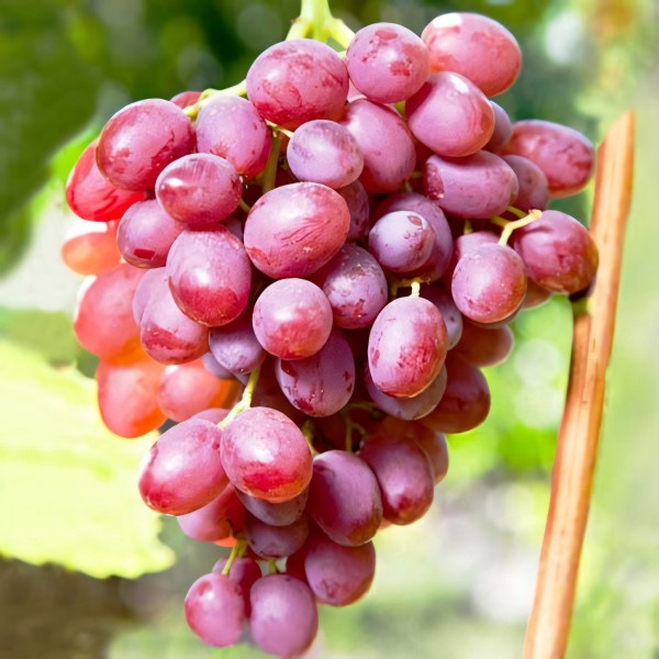 Саженцы Виноград Гурман лакомка