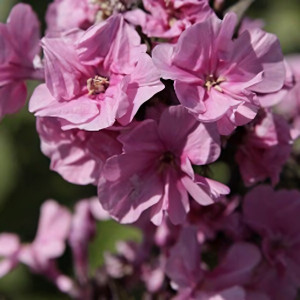 Саженцы Флокс Zenobia (Зенобия)