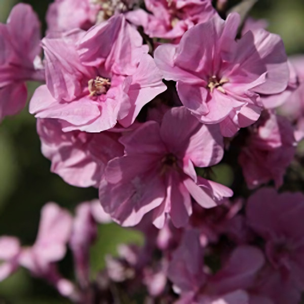 Саженцы Флокс Zenobia (Зенобия)