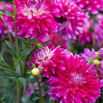 Саженцы Георгина Glamour Girl