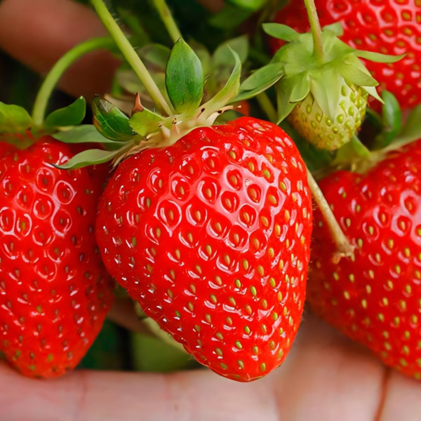 Клубника ремонтантная (крупноплодная) Портола 5 шт. в упаковке