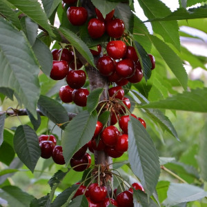 Саженцы Черешня Ипуть