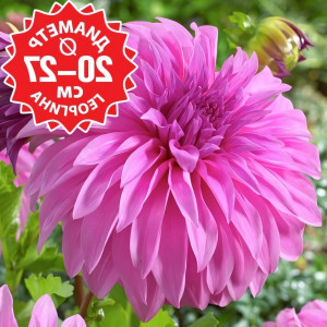 Саженцы Георгина Vassio MeggosTM