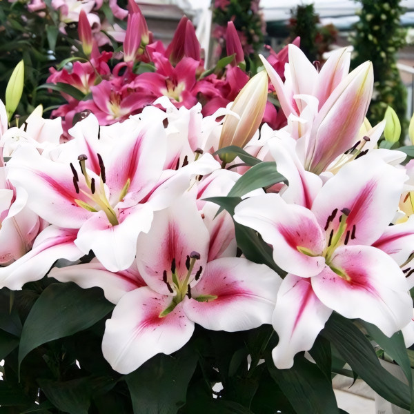 Луковицы Саженцы Лилия ОТ гибрид Sucinto (Суцинто) (3шт.)