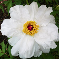 Саженцы Пион Запах Лилии