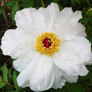 Саженцы Пион Запах Лилии