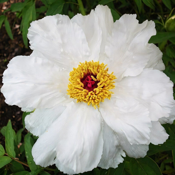 Саженцы Пион Запах Лилии