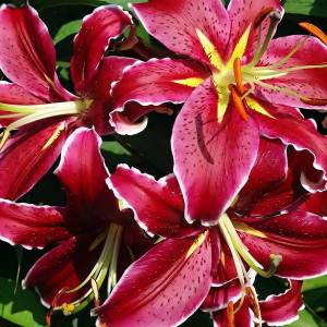  Лилия восточная Vangelis (Вангелис)