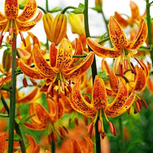  Лилия Sunny Morning (Санни Монинг)