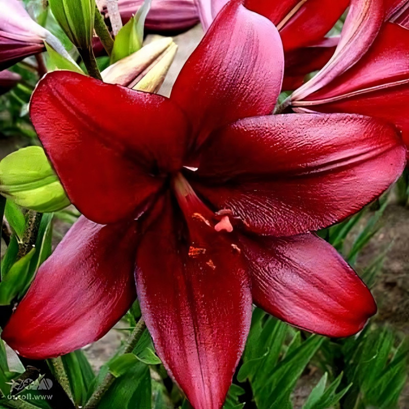 Луковицы  Лилия ЛА гибрид Atacama (Атакама) (3шт.)