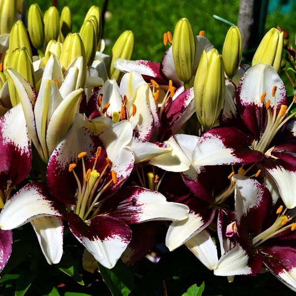 Луковицы  Лилия азиатская Tiny Padhye (Тайни Пэдхай) (3шт.)