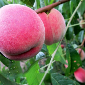 Саженцы Персик Ставропольский Розовый