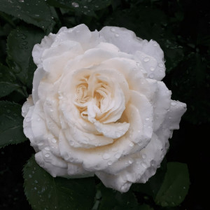 Саженцы Роза чайно-гибридная Ирина