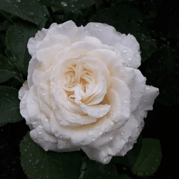 Саженцы Роза чайно-гибридная Ирина