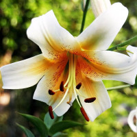 Луковицы Саженцы Лилия ОТ гибрид Mister Cas (Мистер Кас) (3шт.)