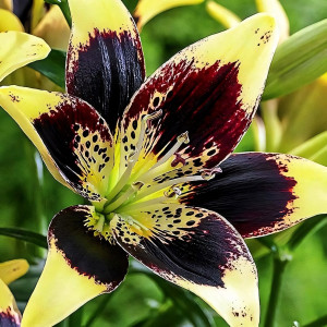  Лилия биколор азиатская Easy Dance (Изи Данс)