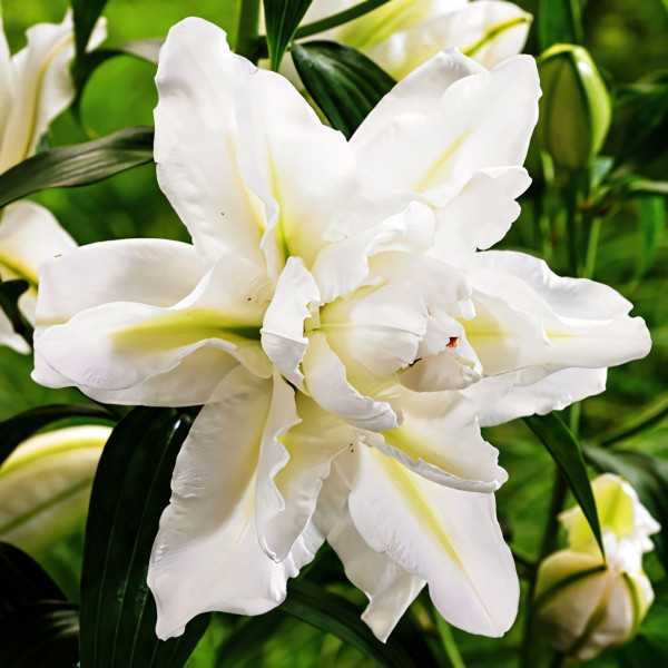 Луковицы  Лилия восточная Bowl of Beauty (Боул оф Бьюти) (3шт.)