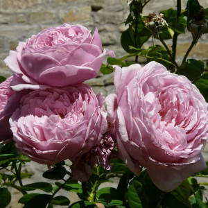 Саженцы Роза английская Спирит оф Фридом