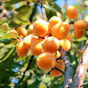 Саженцы Абрикос Титан