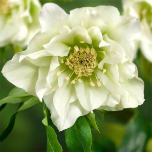 Морозник Дабл Гибридс Уайт Промис 