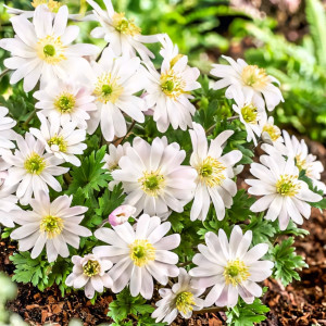 Анемона Бланда Вайт Сплендор