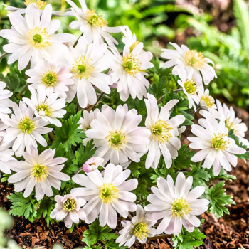 Анемона Бланда Вайт Сплендор