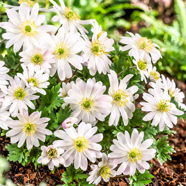 Саженец Анемона Бланда Вайт Сплендор