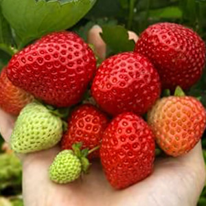 Клубника ремонтантная (крупноплодная) Хадемар 5 шт. в упаковке