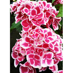 Гортензия крупнолистная Camilla