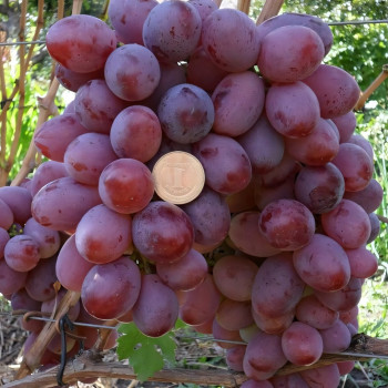 Саженцы Виноград Граф Монте Кристо