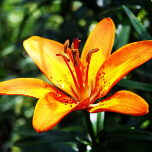  Лилия азиатская Bright Joy (Брайт Джой)