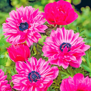 Анемона махровая Адмирал