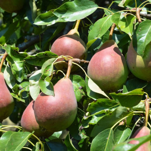 Саженцы Груша Любимица Клаппа