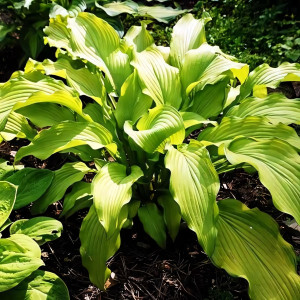 Саженцы Хоста Dab a Green (Дэб э Грин) L