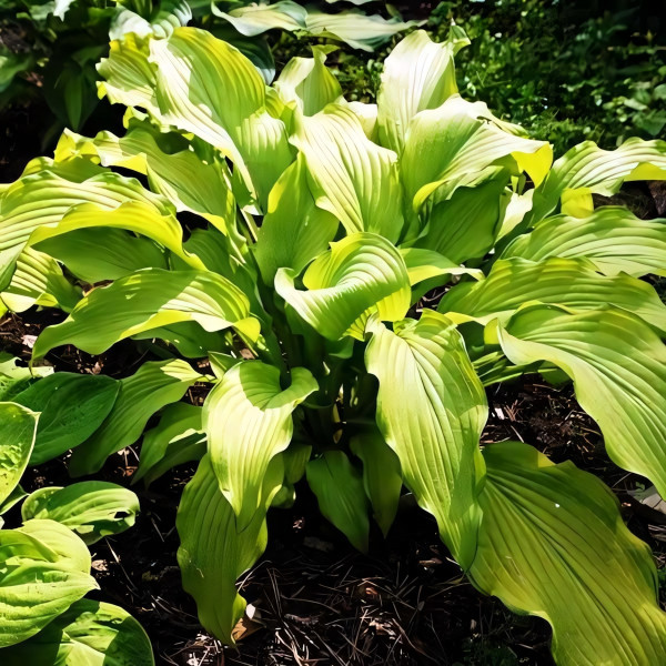 Саженцы Хоста Dab a Green (Дэб э Грин) L