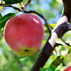Саженцы Яблоня Глостер