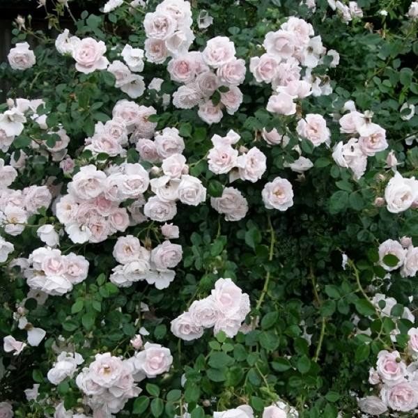 Саженцы Роза плетистая Шванензее