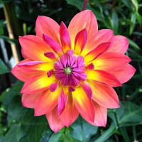 Саженцы Георгина декоративная Firepot (Файрпот)