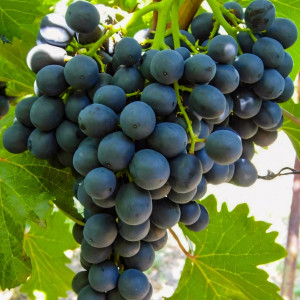 Саженцы Виноград кишмиш Блэк Эмеральд