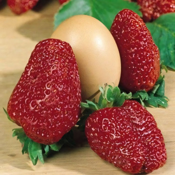 Клубника  Зенга Гигана  (упаковка 5 шт.)