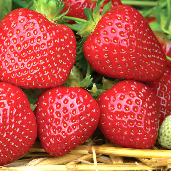 Клубника (крупноплодная) Корона 5 шт. в упаковке