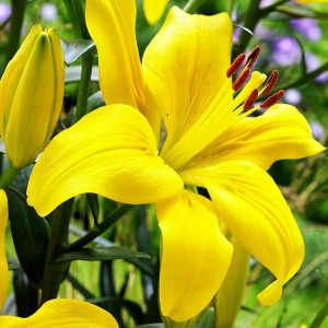  Лилия азиатская Yellow County (Йеллоу Каунти)