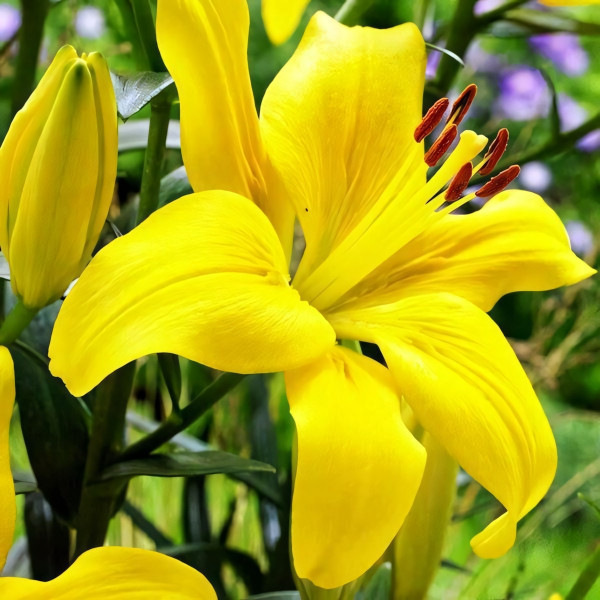 Луковицы  Лилия азиатская Yellow County (Йеллоу Каунти) (3шт.)