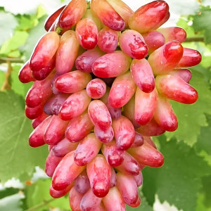 Саженцы Виноград Оригинал