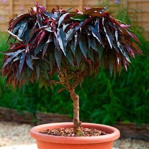 Саженцы Персик колоновидный Хоней Ред